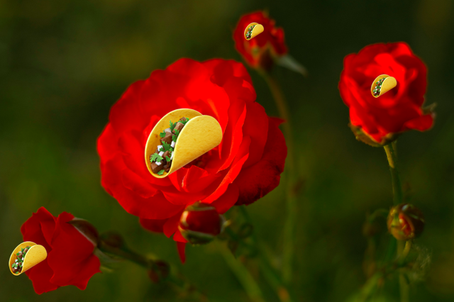 taco-roses-3