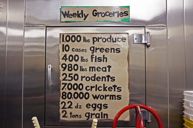 groceries