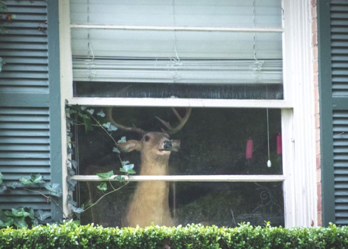 DeerInsteadOfBear